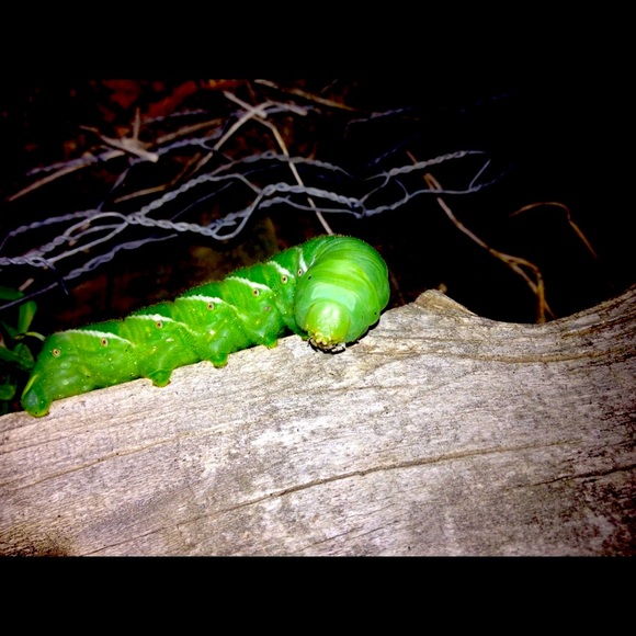 Jackie ♥️🎨💄♍️ ~ Posh Ambassador - Picture 11 of 14